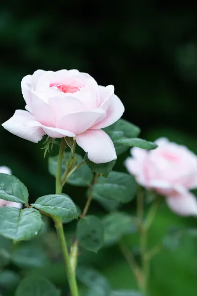flower image